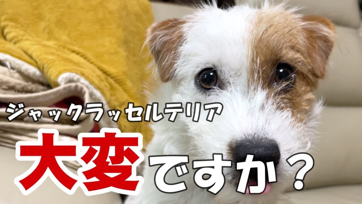 【ジャックラッセルテリア】JRTって大変ですか？とよく聞かれるのですが．．．