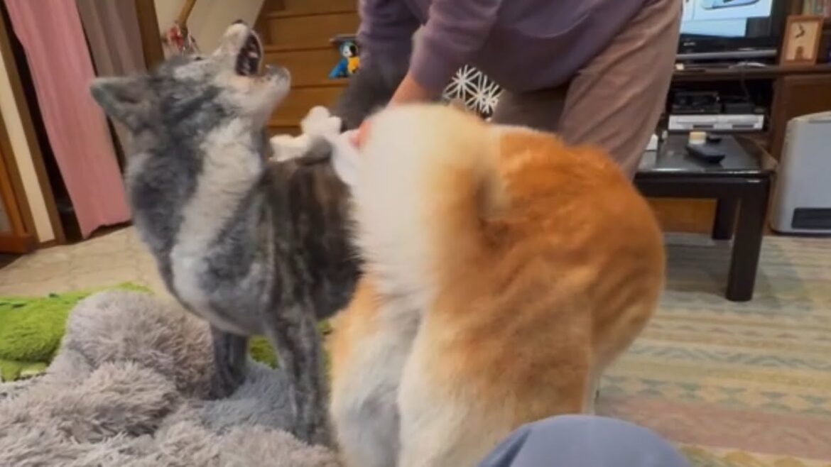 身体拭きのシメはにゃんこキャッチでビシッと決める秋田犬ぱたこ【Akita-inu】@akita-inu-pata