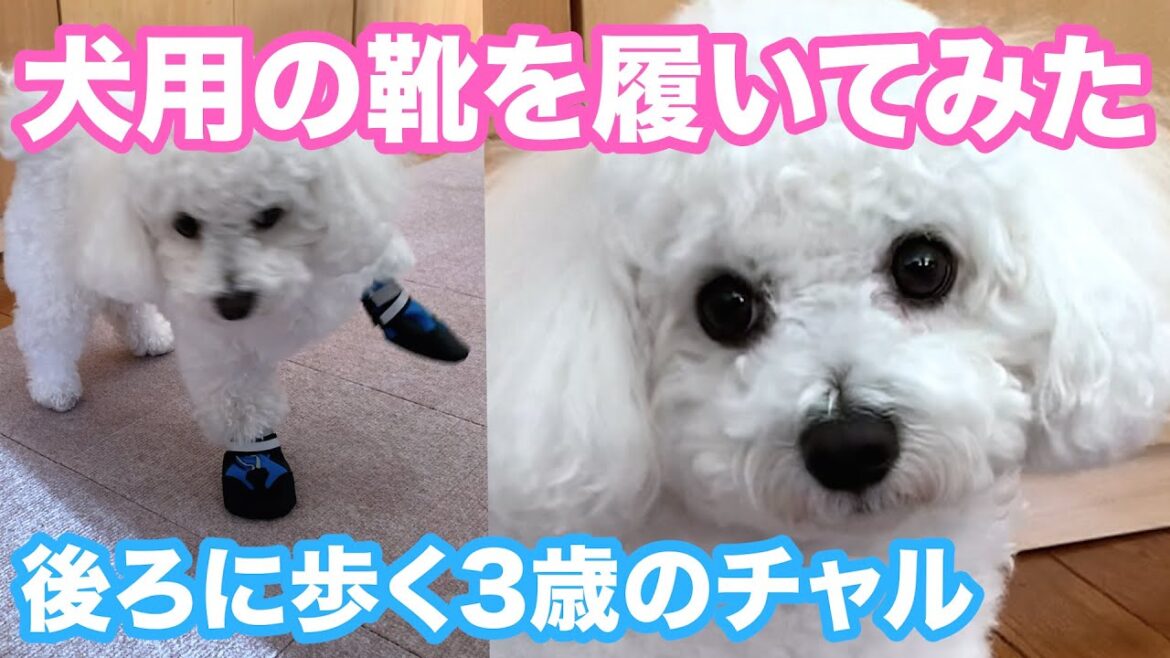 犬用の靴を履かせたら後ろに歩いてしまう3歳のチャル 犬用の靴を履かせたら後ろに歩いてしまう3歳のチャル