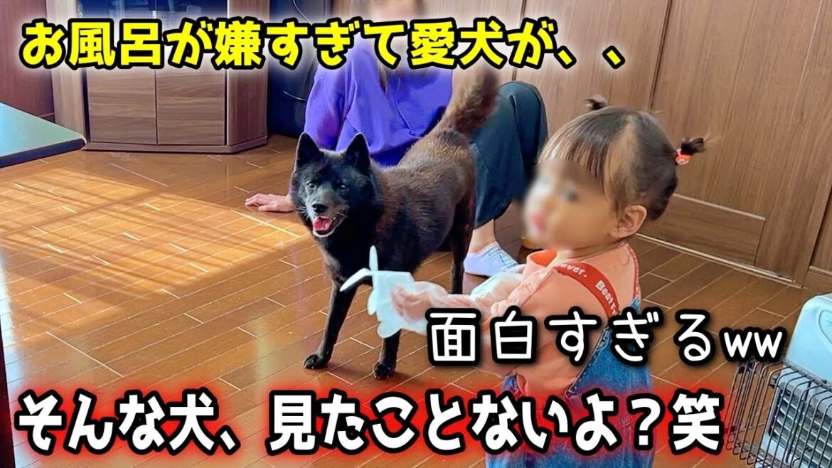 お風呂が嫌すぎて愛犬がとった行動が面白すぎたw【甲斐犬一休と猫のしずく】