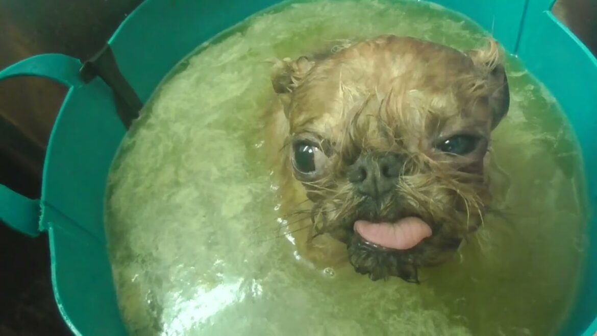 ブリュッセルグリフォンのヴァリィーくん