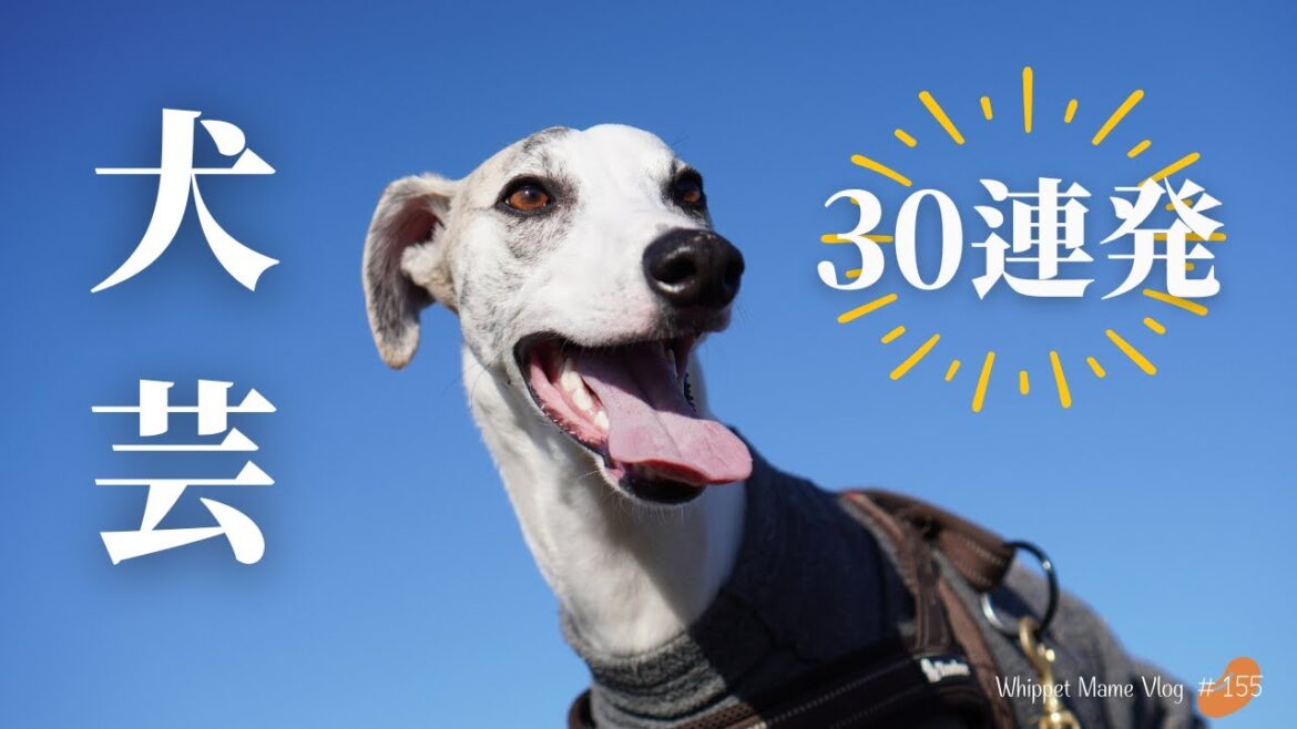 共働き家庭でもここまでできた！自慢の愛犬の犬芸を30個紹介　#155