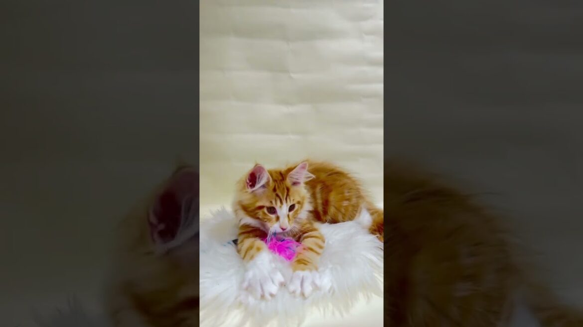 Apelsinchik is a Bright Handsome Maine Coon Who Loves Balls
