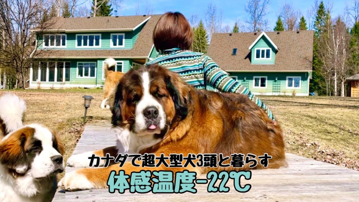 セントバーナード パピー ボウ成長記／体感温度−22℃！【超大型犬 3頭と カナダで田舎暮らし・海外生活】