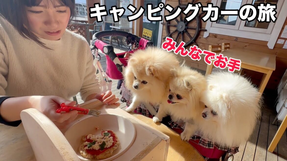 初めて石窯ピザを食べたポメラニアンの反応が可愛すぎた 初めて石窯ピザを食べたポメラニアンの反応が可愛すぎた