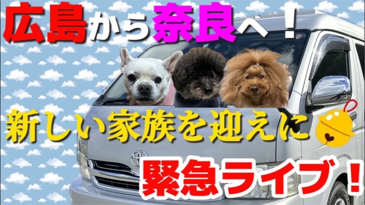 【キャンピングカー ハイエース】広島から奈良へ 新しい家族を迎えに行きます #トイプードル #フレンチブルドッグ
