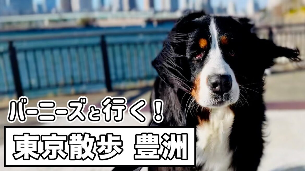 大型犬も大満足！ドッグランもある「豊洲ぐるりパーク」
