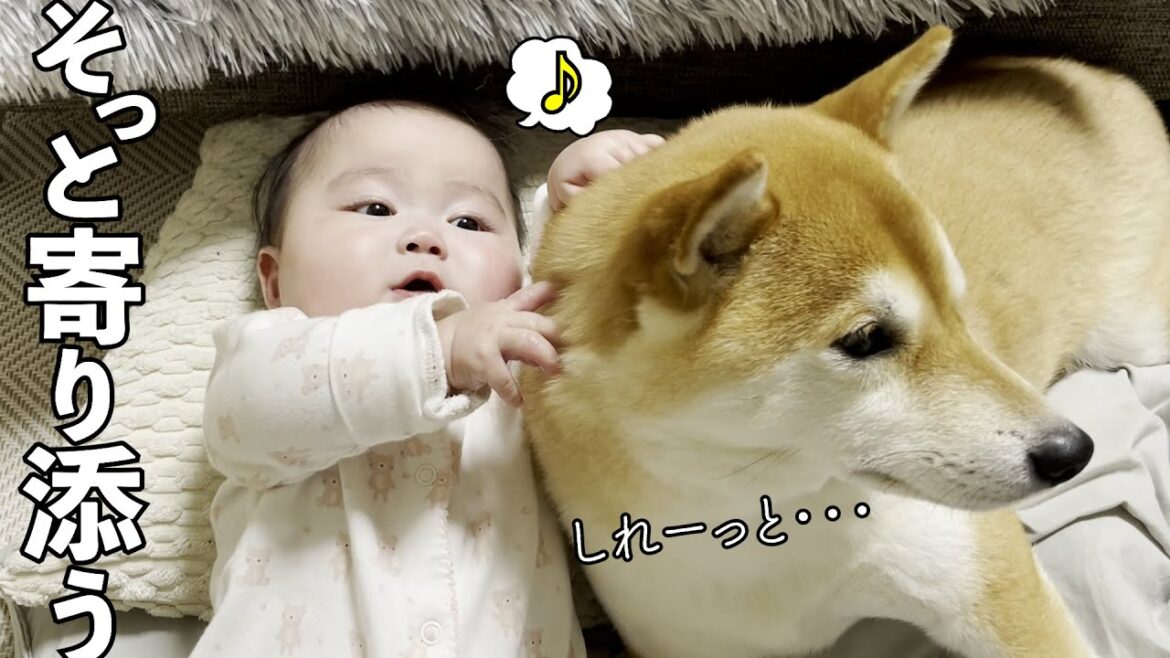 柴犬に触れなくて泣いてる赤ちゃんの為にソッと寄り添う柴犬