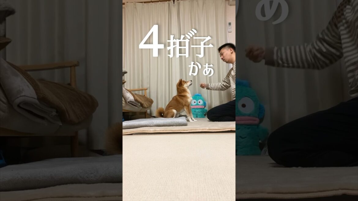 天罰をくだす柴犬 天罰をくだす柴犬