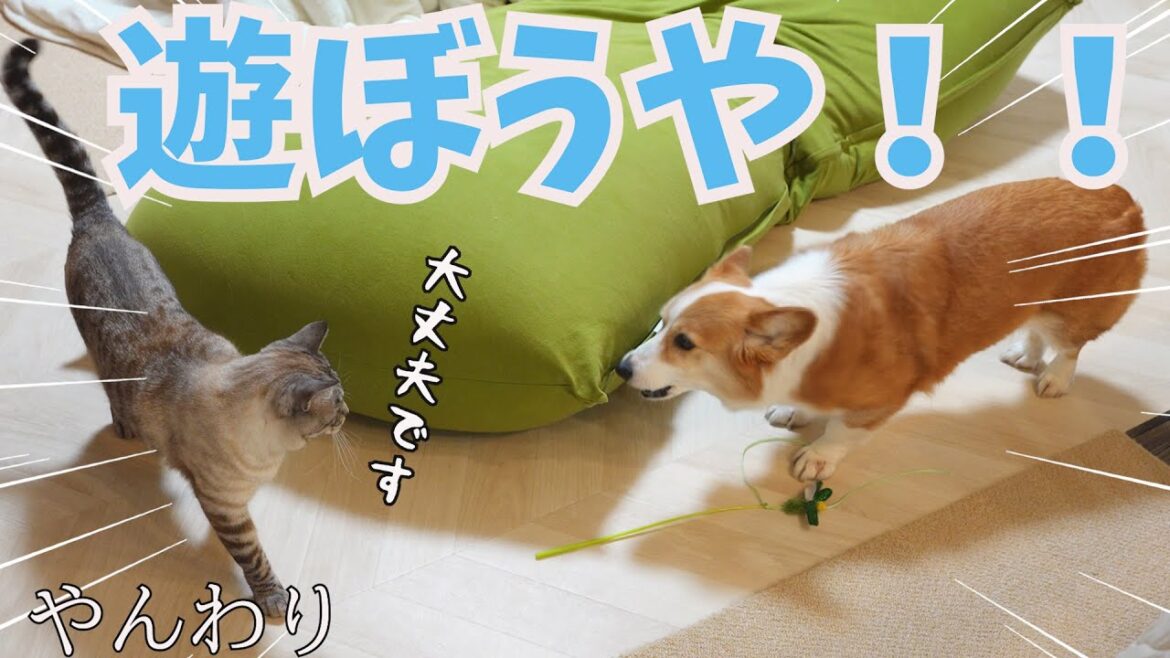 猫に遊びの誘いをやんわり断られるコーギー犬
