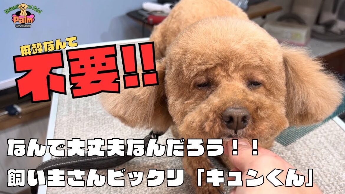 トリミングが苦手なはずなのになぜか大丈夫なトイプードル