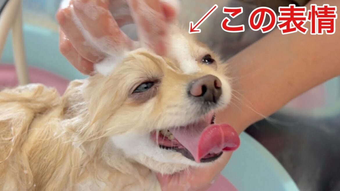 当店のYouTubeのきっかけになったポメラニアン！（ラムくん）（メアちゃん）