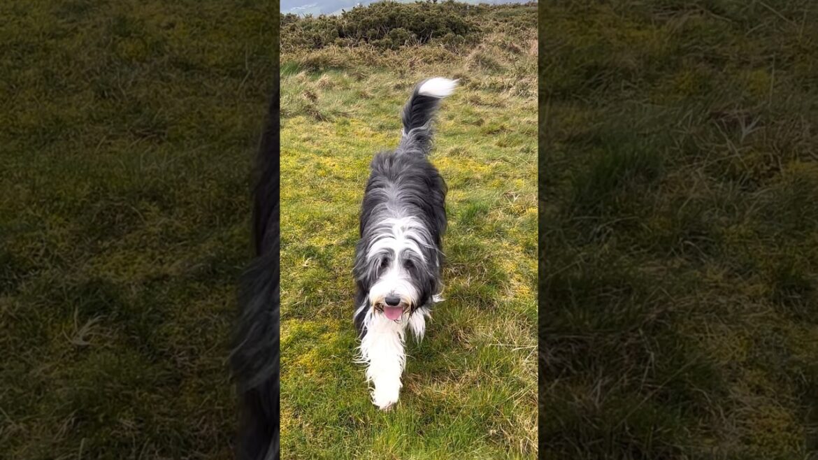 🐕Recall = Fun for our dog!😀 #dog #nature #walk  #shorts #dogshorts
