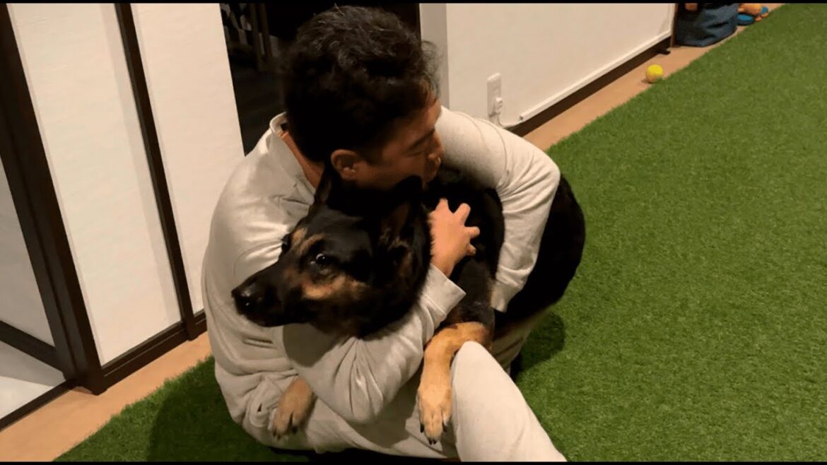 深夜、突然の雷雨で愛犬がパニックになりました…【ジャーマンシェパード】 深夜、突然の雷雨で愛犬がパニックになりました…【ジャーマンシェパード】