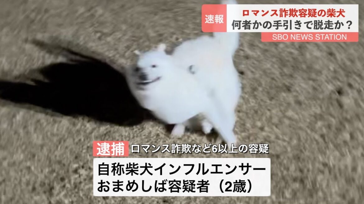 ロマンス詐欺容疑の柴犬脱走