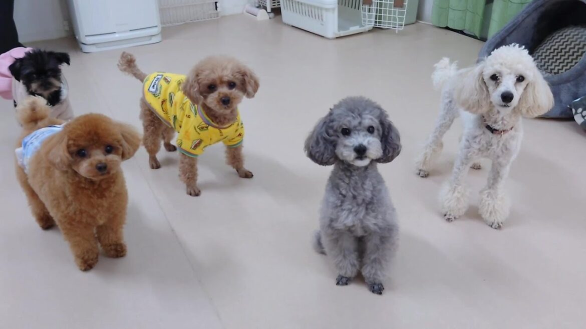 いろんなトイプードルがいるんだなぁ　🐶ひみつきちなう！②🐶  2024年3月12日