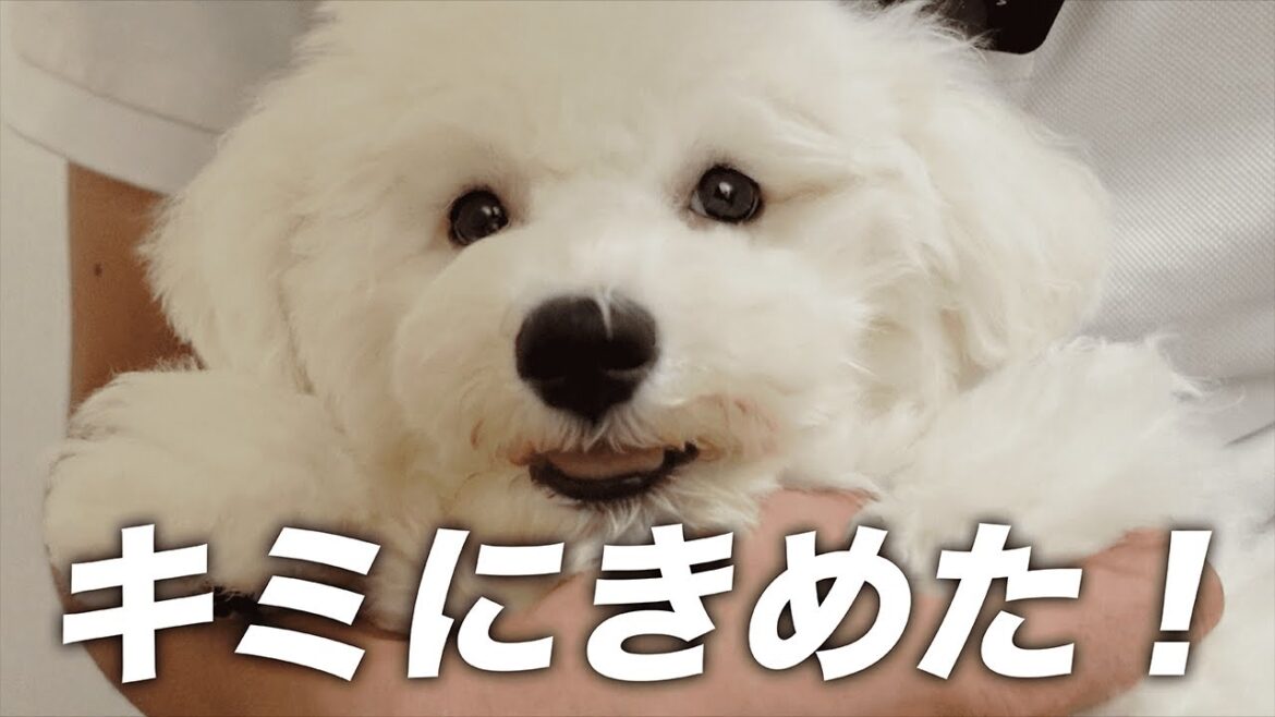 【お迎え初日】4ヶ月のビションフリーゼがお家に来るまで！