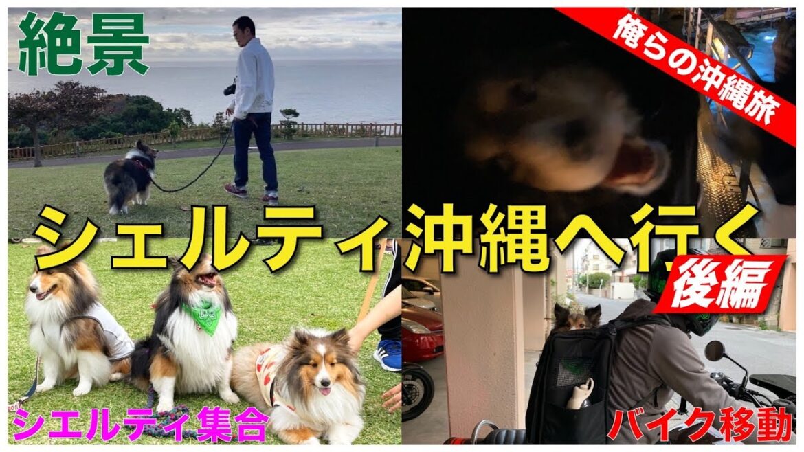 【シェルティ】俺たちの旅第2弾！沖縄後編！愛犬と沖縄観光満喫！シェルティ会にも参加！鍾乳洞！おきなわワールド！知念岬！最高の旅の完結