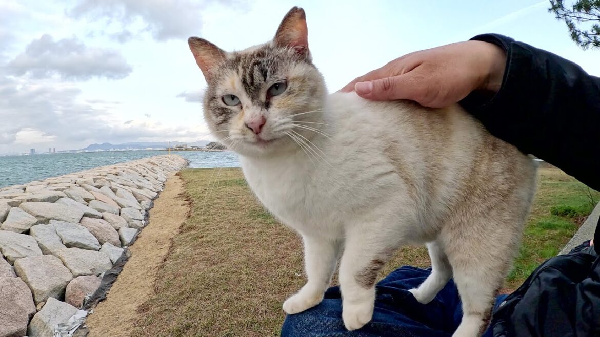 美猫のシャムミックス猫が人間のひざの上で強風をしのぐ 美猫のシャムミックス猫が人間のひざの上で強風をしのぐ