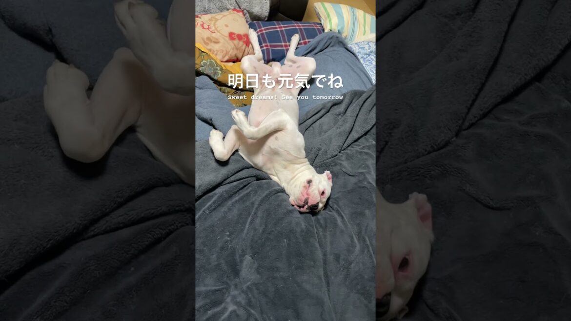 っさ！寝よ　ボクサー犬