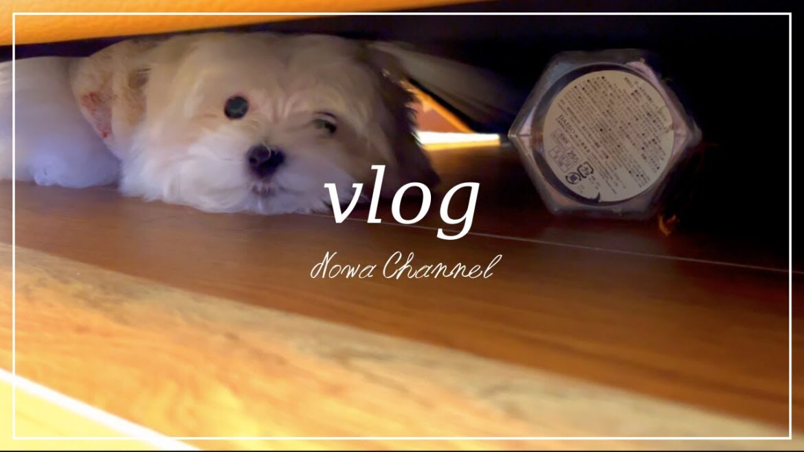 【vlog】プラスチック容器が大好きな赤ちゃんマルチーズ