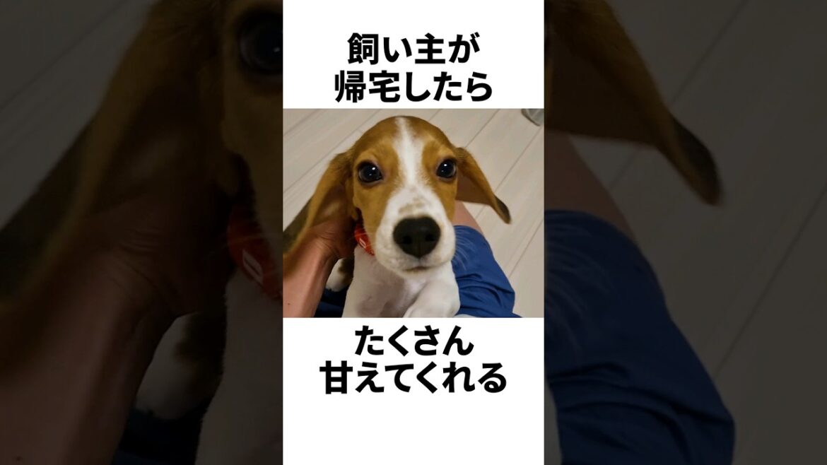 ビーグルは甘えん坊で元気過ぎる