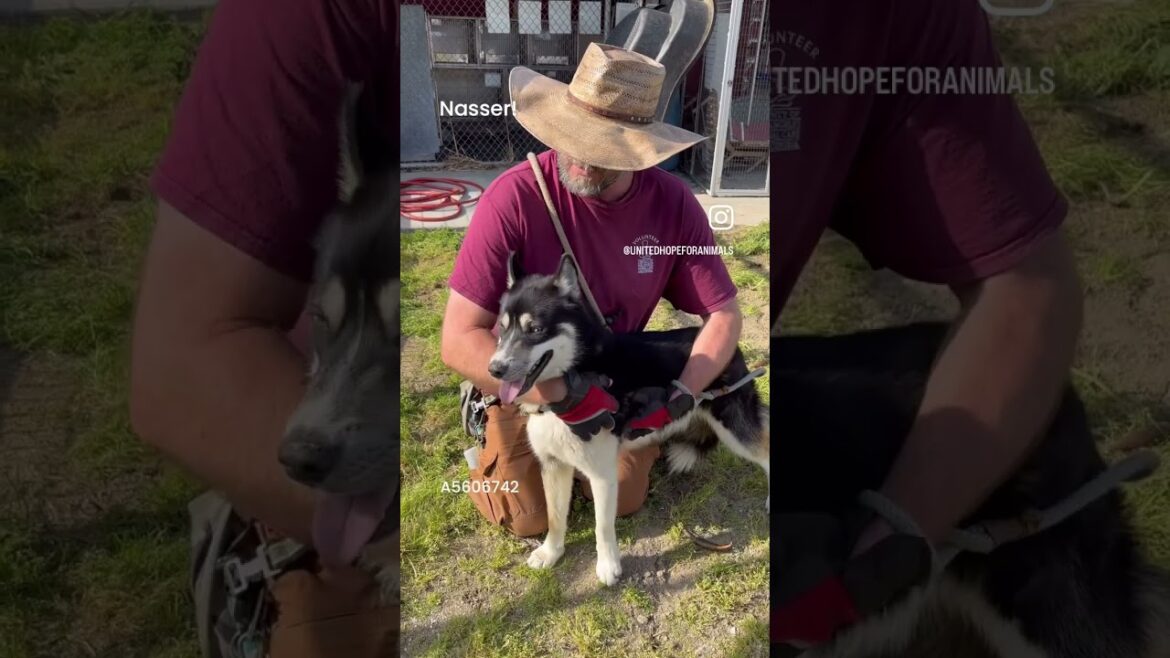 NEW A5607581 Nasser | Siberian Husky/German Shepherd Mix