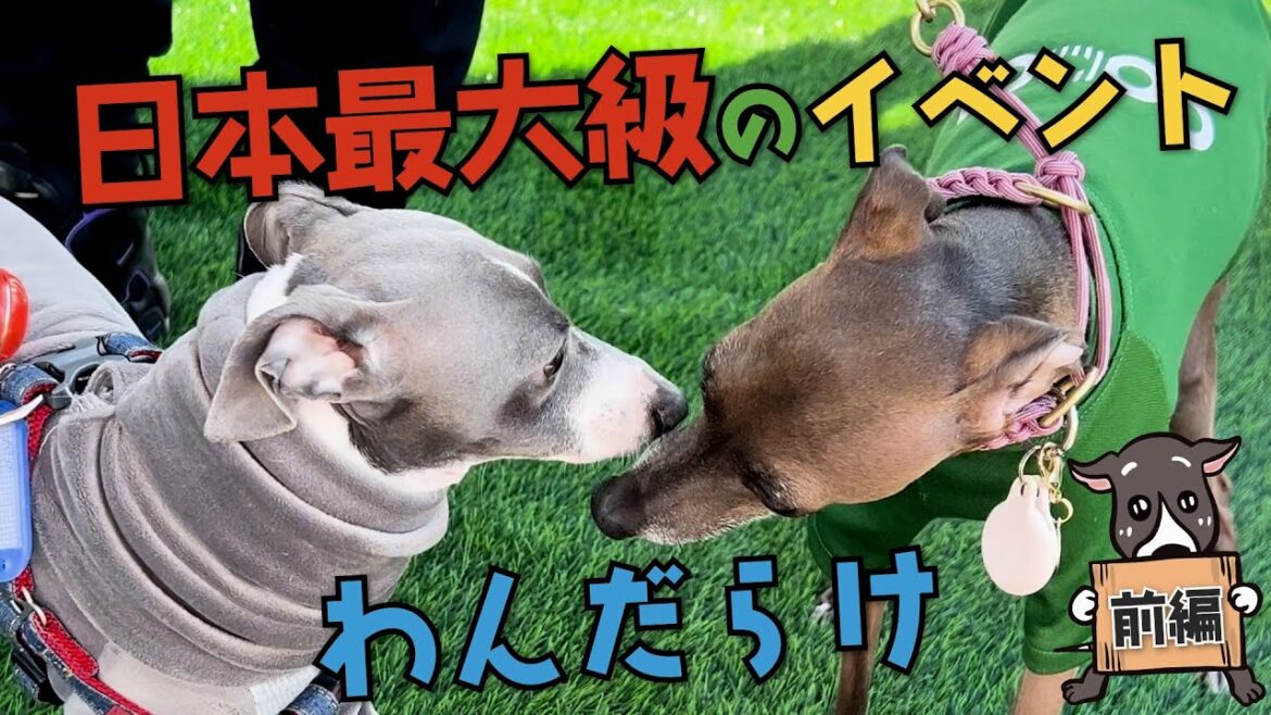 日本最大級の犬のイベントに行ってきたわん【前編】 #犬 #dog #ペット #わんだらけ