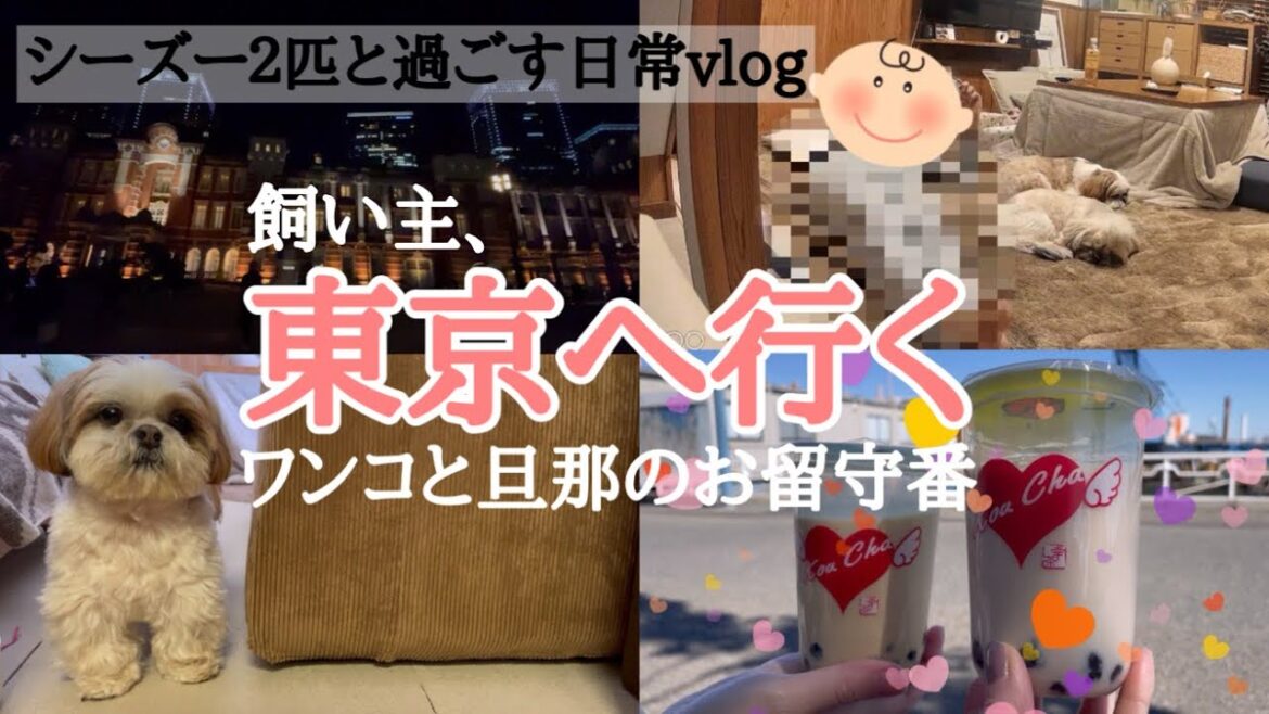 [シーズー多頭飼い]ワンコと旦那にお留守番してもらって東京へ行ってきました