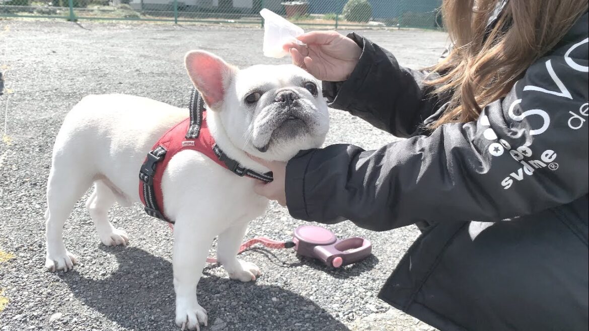 散歩でそれどころじゃないのに渋々ケアされてる犬が可愛い【フレンチブルドッグ frenchbulldog】 散歩でそれどころじゃないのに渋々ケアされてる犬が可愛い【フレンチブルドッグ frenchbulldog】