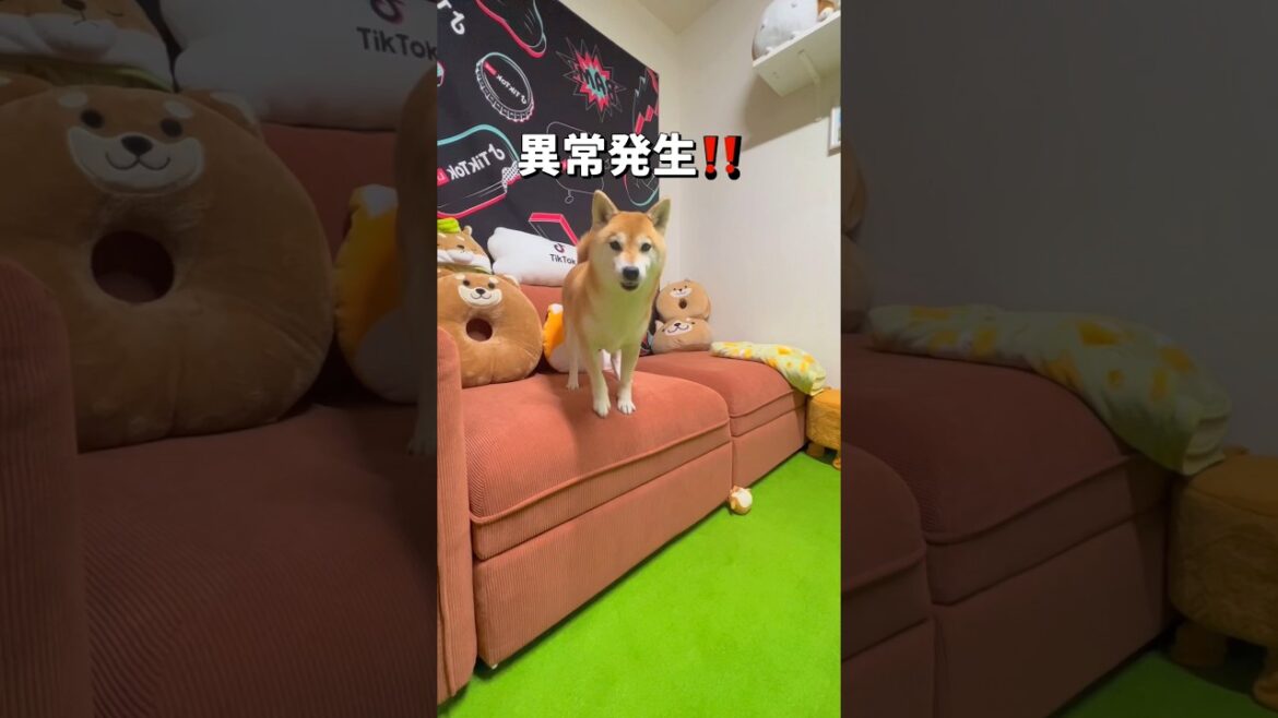 部屋の模様替え🐶💦#柴犬 #shibainu #shorts