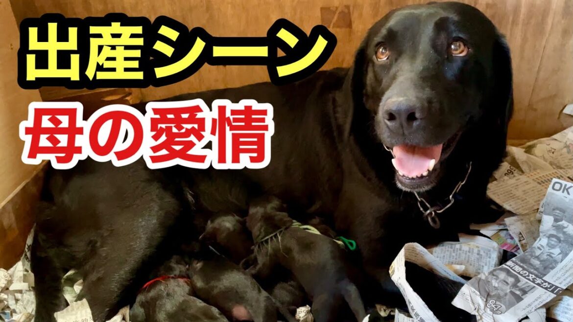 感動 犬の初出産【早産 仔犬誕生の奇跡】ラブラドールレトリバー赤ちゃん