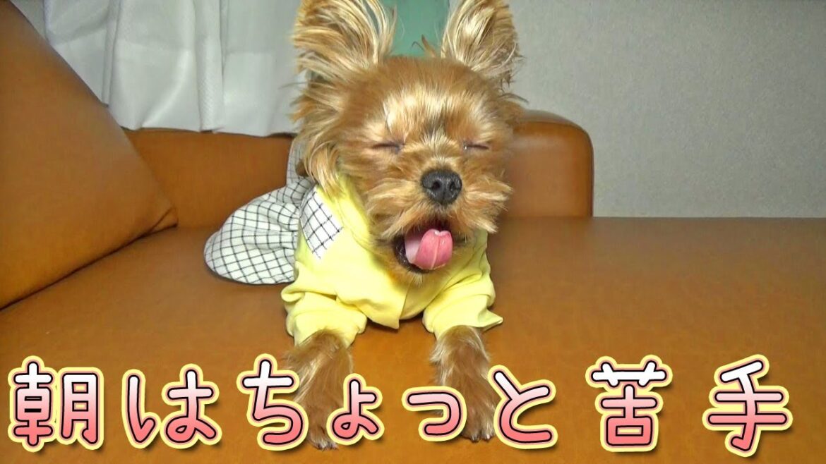 【ヨークシャテリア】午前中は眠たいヨークシャテリア【Yorkshire Terrier】
