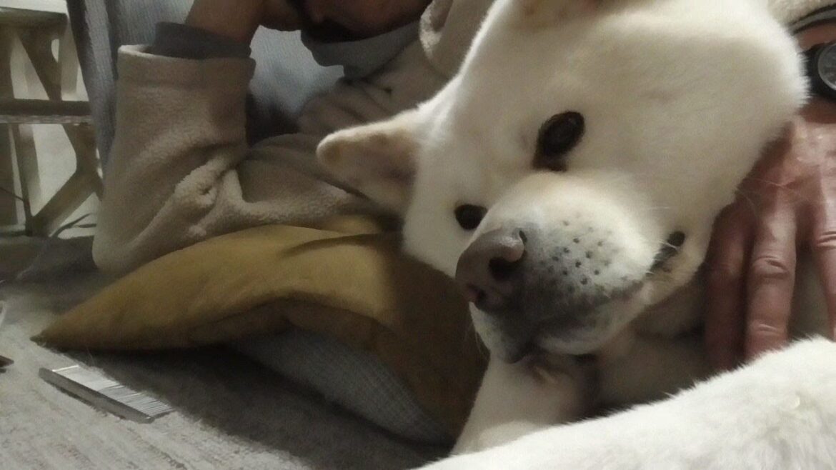 【秋田犬ゆうき】春とは言えなかなか暖かくならないので飼い主がピタリとくっ付いて離れてくれない【akita dog】