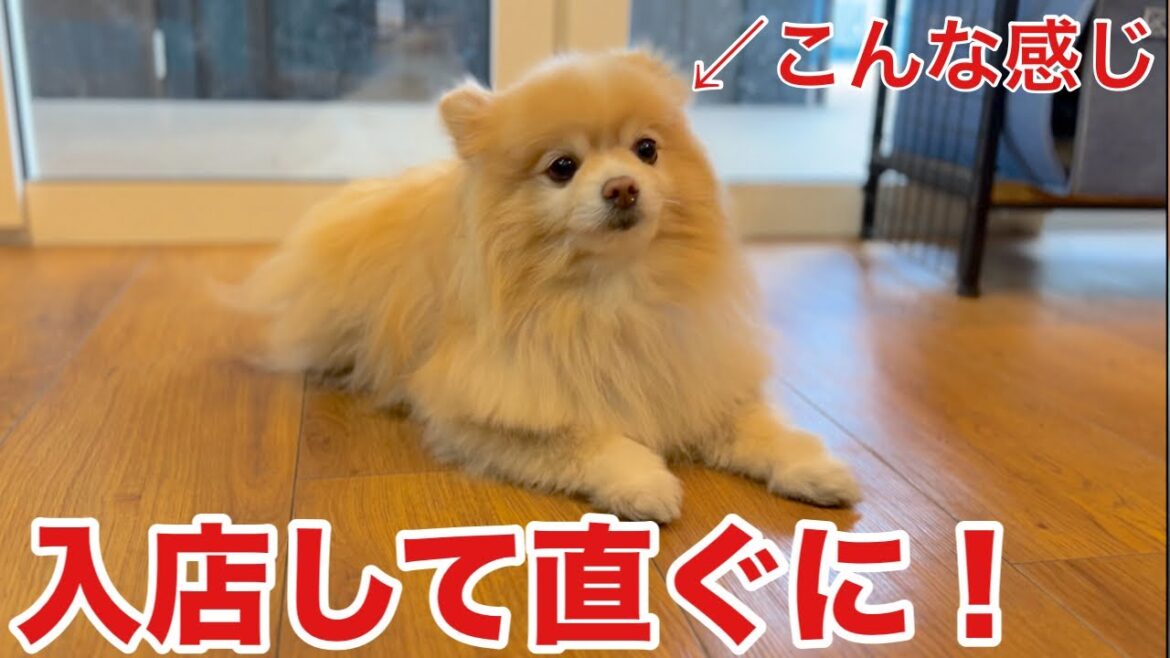 入店して直ぐに落ち着くポメラニアン！？（ココちゃん）