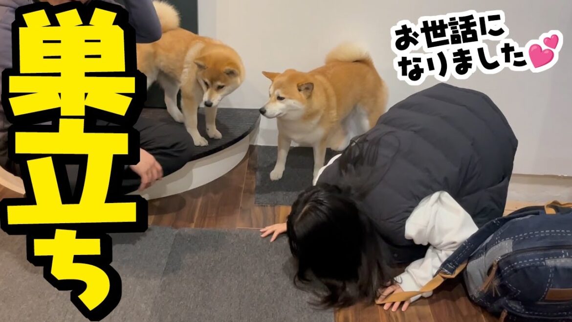 柴犬姉妹と暮らした我が家から娘が巣立ちました…