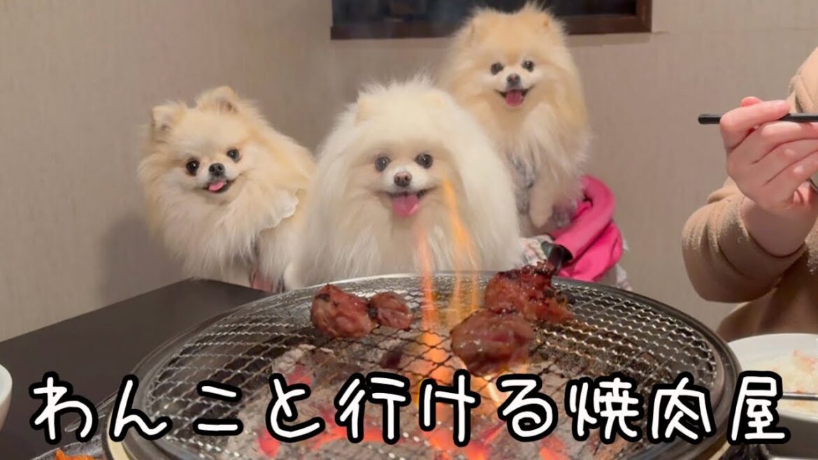 仙台市にある焼肉屋にポメラニアン達を連れて行ったらこうなりました