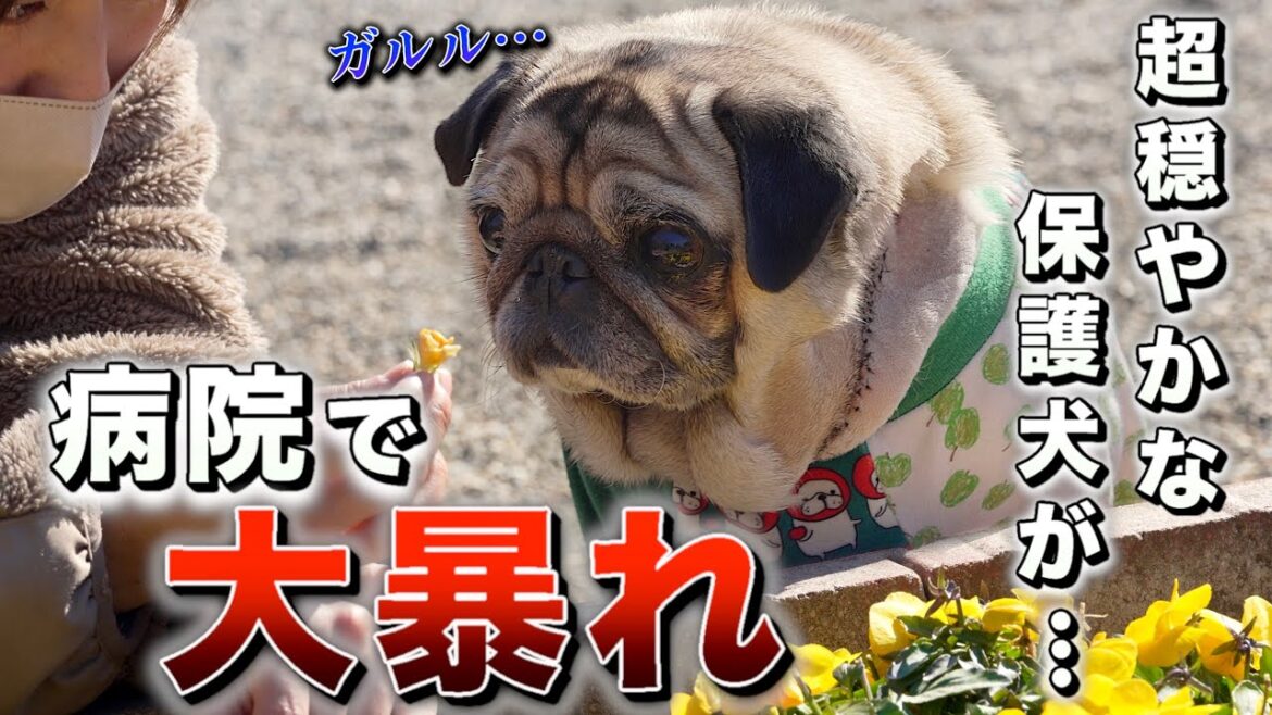 【狂犬に豹変】その訳は？癌手術の費用公開/終活お手伝い/保護犬パグとの暮らし/PUG LIFE
