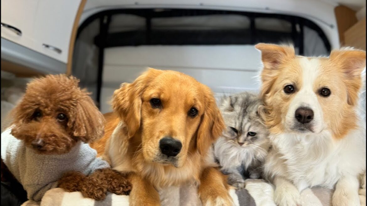 新チャンネル始めます⭐️カウントダウンライブ【＃ボーダーコリー＃ゴールデンレトリバー】