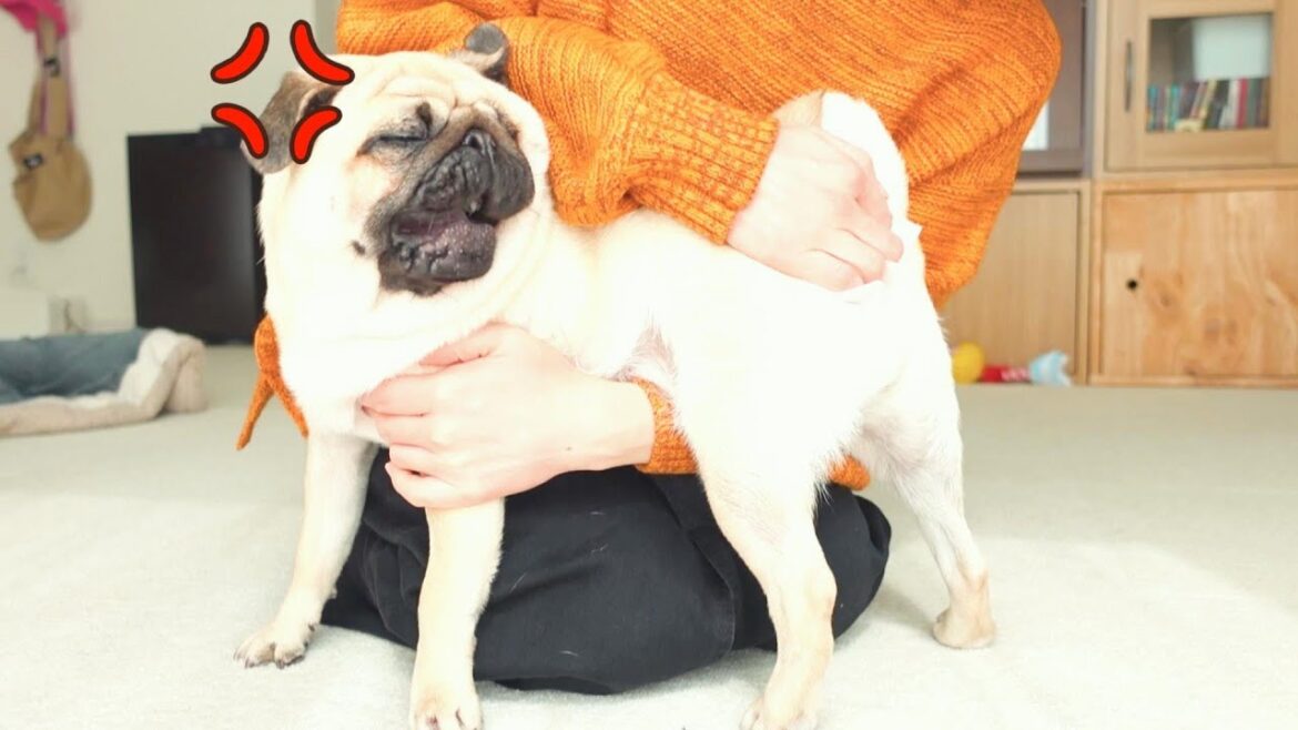 温厚と言われているパグが本気で怒る瞬間をご覧ください。The moment when a pug gets really angry.