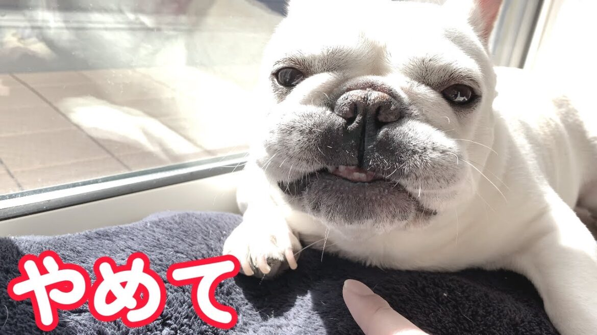 可愛くていたずらしたら…こんな顔された…(可愛い)【フレンチブルドッグ frenchbulldog】