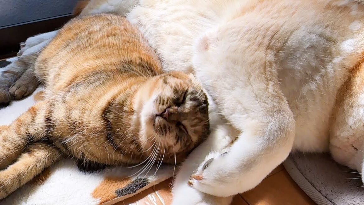 柴犬に甘えたいけどちゃんと順番を待てれる猫たちが可愛すぎました
