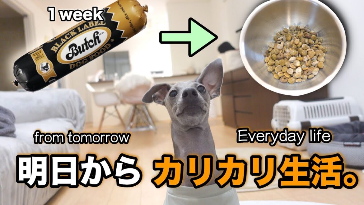 ブッチを1週間食べ続けたワンコはカリカリフードを食べてくれるのか？~イタリアングレーハウンド~