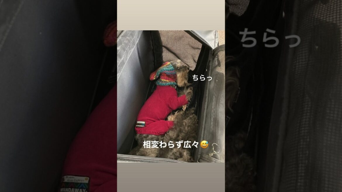 きはち、お出かけのリュックの中で広々と陣取る（Instagram Stories 2023年10月19日） #dog #dogshorts #dogs  #じんきは  #jinkiha