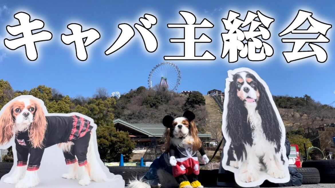 キャバリア300頭以上が大集合‼︎可愛くて楽しくて癒されて最高すぎた…︎【キャバ主総会】