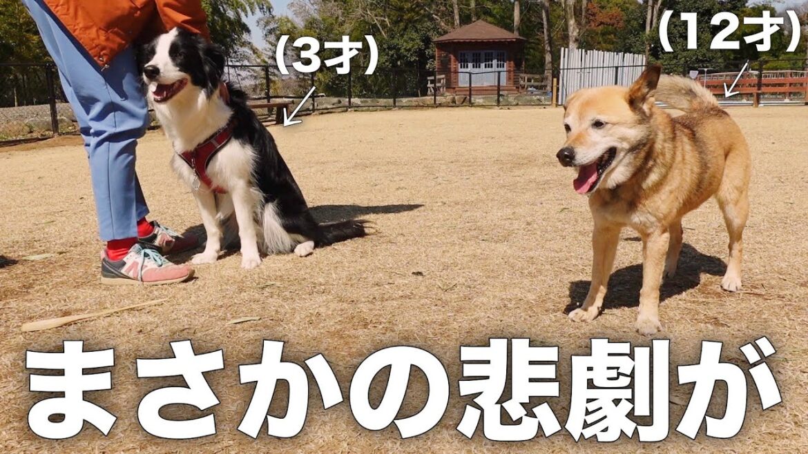 雑種犬コロちゃんとボーダーコリーが初対面したらこうなりました
