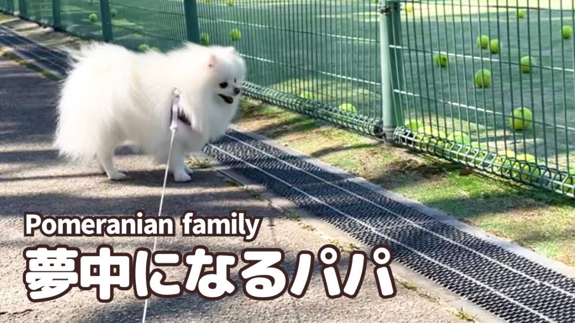 テニスボールに興味津々なパパポメラニアン テニスボールに興味津々なパパポメラニアン