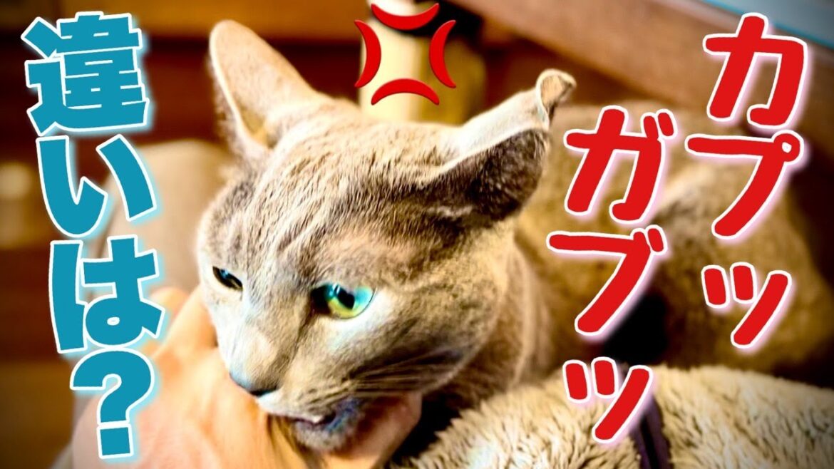 ロシアンブルー | 猫が飼い主を噛みたい気分~4つの理由 [Russian Blue cat Kotetsu] Why cats feel like biting their owners?
