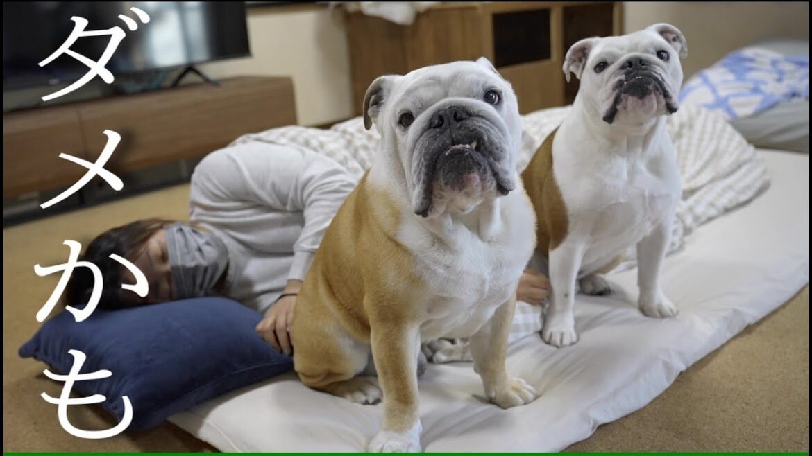 体調不良で横になる飼い主、その後の愛犬の行動に涙が溢れる。 体調不良で横になる飼い主、その後の愛犬の行動に涙が溢れる。