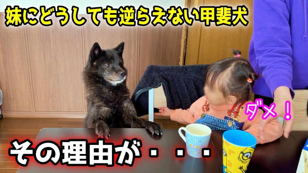 【ほっこり】甲斐犬がどうしても妹（２歳）に逆らえない理由